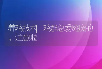 养鸡技术|鸡群总爱瘫痪的，注意啦