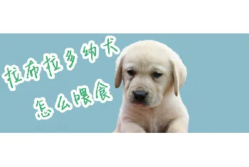 拉布拉多幼犬怎么喂食