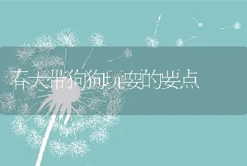 春天带狗狗玩耍的要点