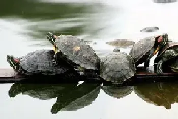 乌龟混战系宠物放养生物入侵