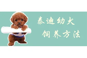 泰迪幼犬饲养方法