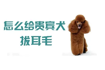 怎么给贵宾犬拔耳毛