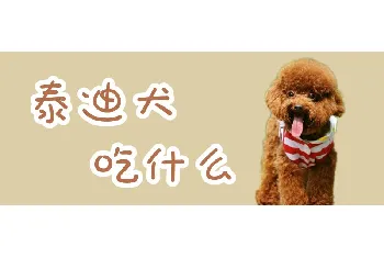 泰迪犬吃什么