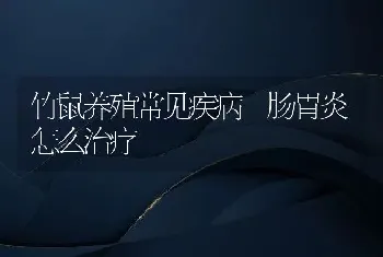 竹鼠养殖常见疾病 肠胃炎怎么治疗