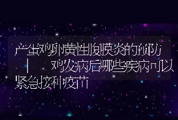 产蛋鸡卵黄性腹膜炎的预防_鸡发病后哪些疾病可以紧急接种疫苗