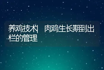 养鸡技术|肉鸡生长期到出栏的管理