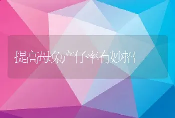 提高母兔产仔率有妙招