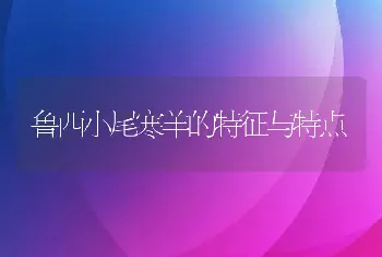 鲁西小尾寒羊的特征与特点