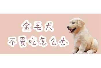 金毛犬不爱吃怎么办