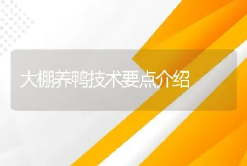 大棚养鸭技术要点介绍