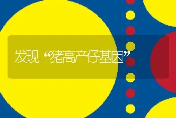 发现“猪高产仔基因”