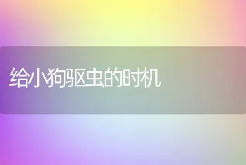 给小狗驱虫的时机