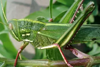 蝗虫是益虫还是害虫？