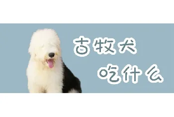 古牧犬吃什么