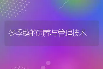 冬季鹅的饲养与管理技术