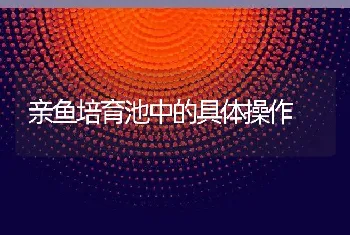 亲鱼培育池中的具体操作