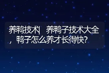 养鸭技术|养鸭子技术大全，鸭子怎么养才长得快？