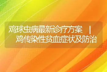 鸡球虫病最新诊疗方案_鸡传染性贫血症状及防治