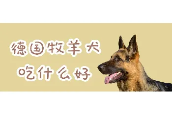 德国牧羊犬吃什么好