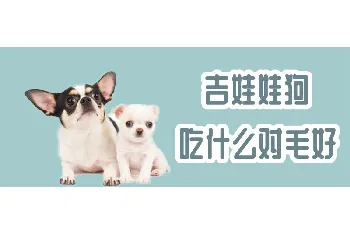 吉娃娃狗吃什么对毛好