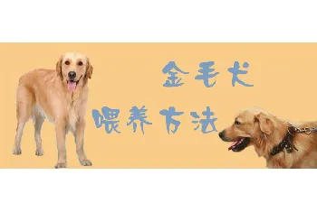 金毛犬喂养方法