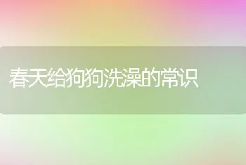 春天给狗狗洗澡的常识