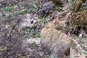 有人养荒漠猫吗?可不可以饲养?