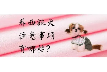 养西施犬的注意事项有哪些