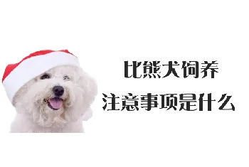 比熊犬饲养注意事项是什么