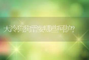 天冷狗狗需要哪些呵护?