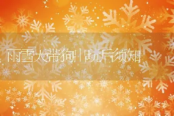 雨雪天带狗出玩后须知