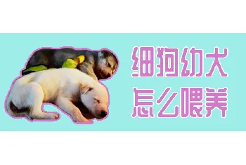 细狗幼犬怎么喂养