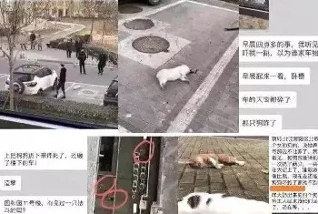 真相：犬猫与新型冠状病毒性肺炎