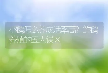 小鹅怎么养成活率高？雏鹅养殖的五大误区