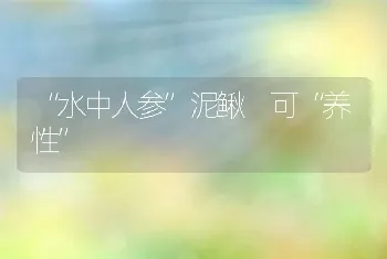 “水中人参”泥鳅 可“养性”