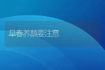 早春养鹅要注意