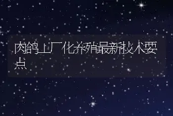 肉鸽工厂化养殖最新技术要点