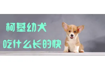 柯基幼犬吃什么长的快