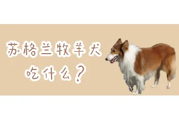 苏格兰牧羊犬吃什么