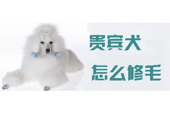 贵宾犬怎么修毛