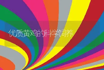 优质黄鸡的科学饲养