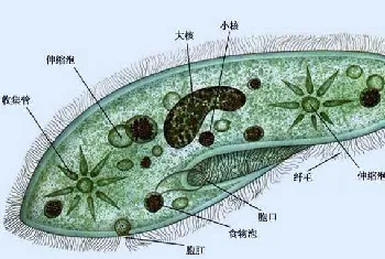 草履虫的生殖方式