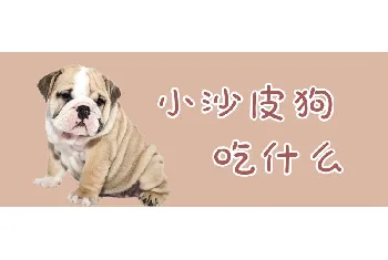 小沙皮狗吃什么