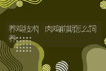 养鸡技术|肉鸡前期怎么饲养