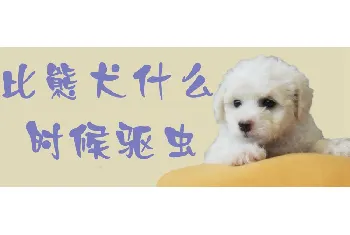 比熊犬什么时候驱虫