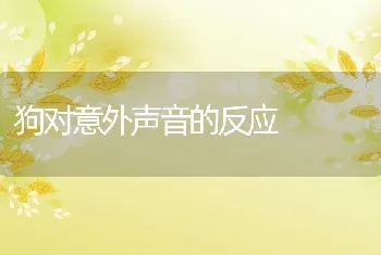 狗对意外声音的反应