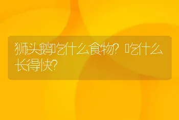 狮头鹅吃什么食物？吃什么长得快？