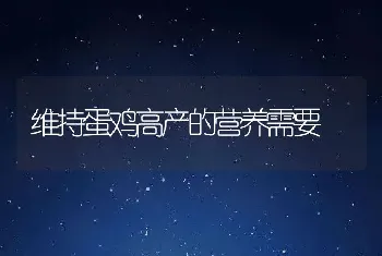 维持蛋鸡高产的营养需要