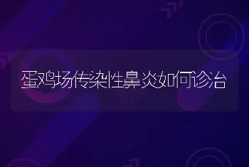 肉鸡养殖肾脏疾病的病因及防治措施