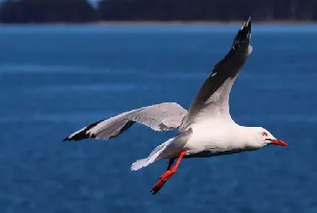 海鸥吃什么食物？